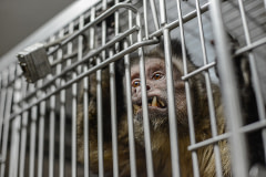A capuchin, formerly used in research, at a primate sanctuary.  USA, 2014. Jo-Anne McArthur / NEAVS / We Animals Media