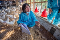 Farm inspector Yu Min at a hen farm. Taiwan, 2019.