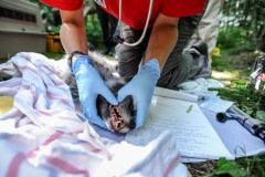 A Montreal SPCA investigation leads to the confiscation of many animals on a fur farm. Canada, 2014.