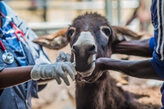 Working donkeys are given medical attention by The Donkey Sanctuary. Ethiopia, 2016.