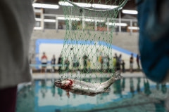 Hundreds of fish are brought to a pool for city fishing. Canada, 2015.