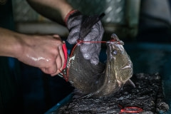 Fish tethering. Taiwan, 2019.