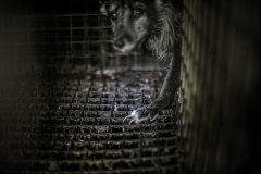 A silver fox cub at a fur farm. Europe, 2012.