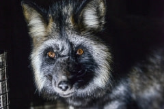 A fox in a fur farm. Canada, 2014.