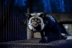 A silver fox at a fur farm, which has since been closed down. Canada, 2014.