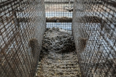 A mink farming cage. Sweden, 2010.