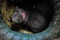 Mink frequently wound and cannibalize one another in the cramped conditions of fur farms. Sweden, 2010.