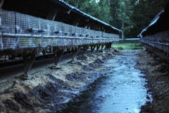 A mink farm. Sweden, 2010.