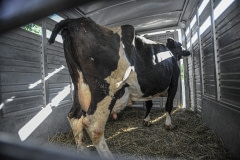 Fanny, a dairy cow, on the day of her rescue. USA, 2011.