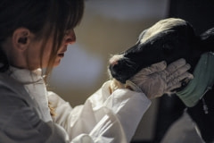 Sonny with Susie Coston, on the day of his rescue. USA, 2011.