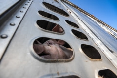 A pig en route to slaughter. Canada, 2012.