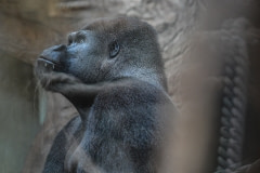 A gorilla in a zoo. Poland, 2012.