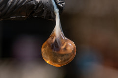 An aborted bovine fetus, still encased in the amnion, is held up for the camera at a dairy farm. Türkiye, 2022.  Havva Zorlu / We Animals Media