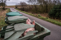 Garbage day. Dead pig waits for collection outside a farm entrance. Denmark, 2019. Selene Magnolia / HIDDEN / We Animals Media
