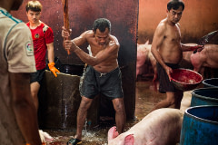A pig screams as she is clubbed before slaughter. Thailand, 2019. Jo-Anne McArthur / We Animals Media for The Guardian