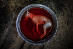 A dog carcass lies in a bucket of water ready to be cooked at a restaurant in Phnom Penh. Cambodia, 2019. Aaron Gekoski / HIDDEN / We Animals Media