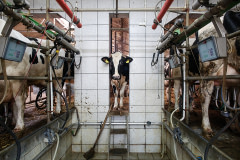 Steel barriers, concrete floors, tiled walls and push-button technology make up the habitat of the modern day dairy herd. Poland, 2017. Andrew Skowron / HIDDEN / We Animals Media