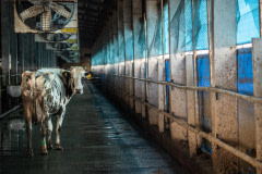 A cow on a dairy farm.