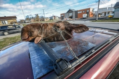 A moose head in a northern community. Canada, 2014.