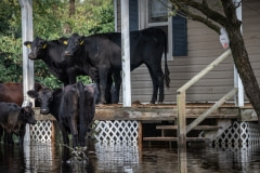 Cows who survived the hurricane, stranded on a porch, surrounded by flood waters in North Carolina.