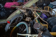 Drowned bodies of a broiler chickens float among bicycles and debris, in the flood water. North Carolina, USA.