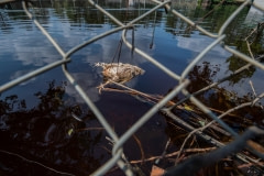 Drowned body of a broiler chicken through a chain link fence, in the flood water. North Carolina, USA.