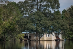 Cows who survived the hurricane, stranded on a porch, surrounded by flood waters. North Carolina, USA.