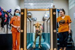 Aiw Wongla (left), 26, and her assistant Marlen Krieger (right), 24, make up the physiotherapy unit at the Soi Dog Foundation in Phuket, Thailand. Daily they train with dogs doing hydrotherapy, massage, acupuncture, and laser treatment. They both state that helping a dog walk again is the most rewarding part of their job. Thailand, 2019. Justin Mott / Kindred Guardians Project / We Animals Media