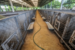 A macaque breeding facility. Laos, 2011.