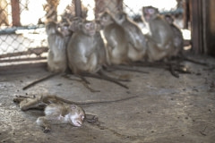 A dead macaque at macaque breeding facility. Laos, 2011.