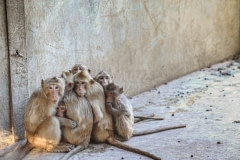 Huddled together at a macaque breeding facility. Laos, 2011.