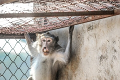 An injured macaque at a breeding facility. Laos, 2011.