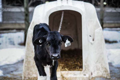A calf chained to a veal crate throughout the cold winter. Canada, 2014.