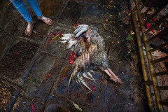 A rooster who has been sacrificed at the temple.
