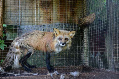 A red fox at a fur farm, which has since been closed down. Canada, 2014.