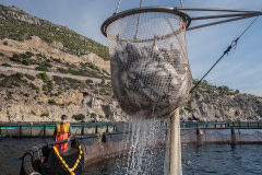 After crowding sea bass into smaller nets inside their cage, workers fish them with a crane. This farm produces between 500 and 700 tonnes of fish each year.