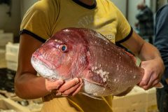 Merchant shows off a red seabream for sale at the largest fish auction in Greece.