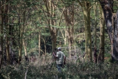 Snare Removal Work in Soysambu Conservancy northwest of Nairobi. Kenya, 2016.
