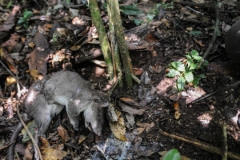 A dead and decomposing rat, caught in a snare in Budongo Forest. Uganda, 2009.