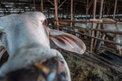 At the cattle sale yards. Thailand, 2019.