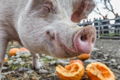 A pig enjoying a pumpkin at Thanksgiving. USA, 2015.