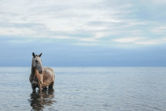 An emaciated horse enjoying the ocean. Guatemala, 2009.