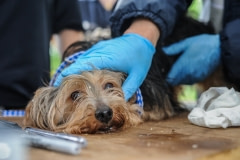 A dog  being rescued from a puppy mill. Canada, 2015.