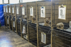 Dogs at a vet clinic after being rescued from a puppy mill. Canada, 2015.