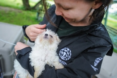 A dog being rescued from a puppy mill. Canada, 2015.