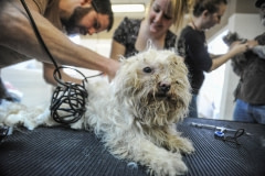 A rescued puppy mill dog with Montreal SPCA staff. Canada, 2010.
