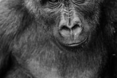 A rescued gorilla. Cameroon, 2009.