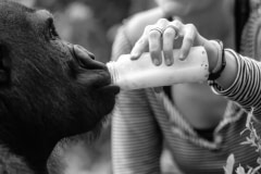 Rachel offering some milk to one of the juvenile gorillas that she rescued and raised. Cameroon, 2009.