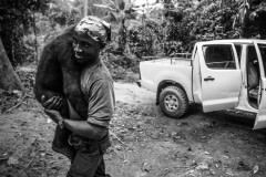 Thierry carrying a sedated gorilla to the new enclosure. Cameroon, 2009.