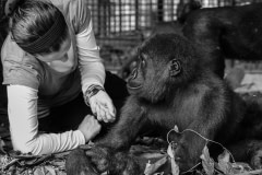 Rachel with  the gorillas as they wake up from sedation in their new enclosure. Cameroon, 2009.